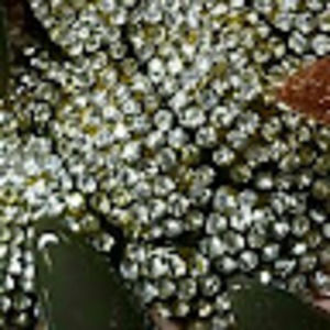 Meet your Posher, Dora